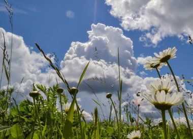 Bulutlar ile mavi gökyüzü bir arka plan üzerinde Chamomiles