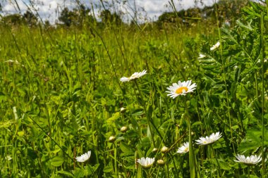 Çiçek açıyor. Papatya çayı. Çiçekli papatya tarlası, papatya çiçekleri yazın çayırda.