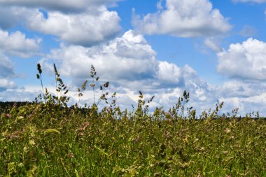 yeşil tarla ve mavi gökyüzü