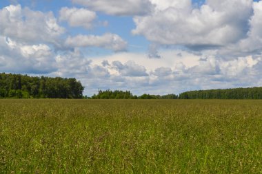 yeşil tarla ve mavi gökyüzü