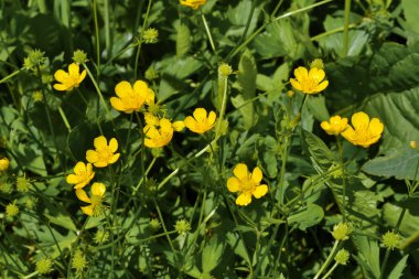 Çiçek açıyor. Papatya çayı. Çiçekli papatya tarlası, papatya çiçekleri yazın çayırda.