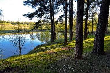 Ormanda güneşli ve uzun gölgeli güzel bir sabah manzarası.