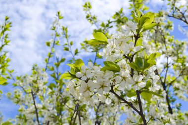 Bir bahar günü kiraz açan beyaz çiçekler.