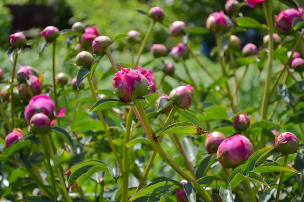 Pion buds in spring garden. — Stock Photo, Image