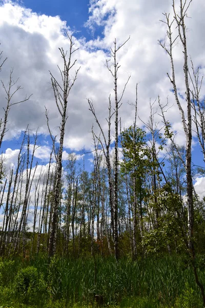 Mala ecología. Los troncos de los árboles secos están de pie. Humedales — Foto de Stock