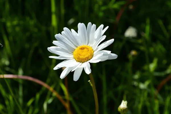 Margeriten-Kamillenblüte — Stockfoto