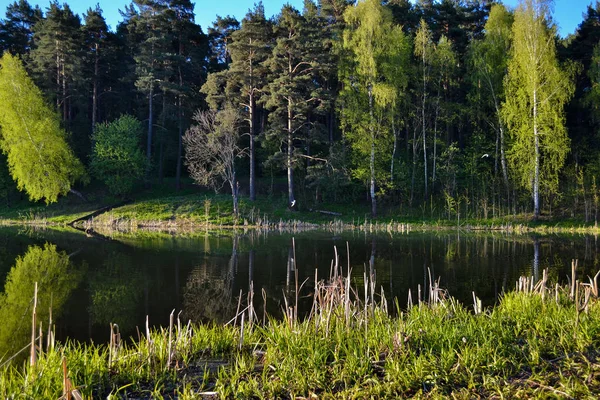 Spiegelt sich der Wald im ruhigen blauen Wasser des Waldsees. frühmorgens. — Stockfoto