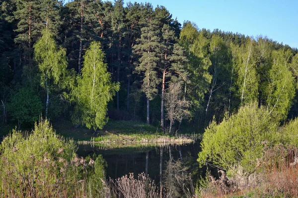 숲은 숲 호수의 잔잔한 푸른 물에 반영됩니다. 이른 아침. — 스톡 사진
