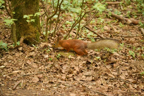 Esquilo vermelho eurasiano na floresta na natureza — Fotografia de Stock