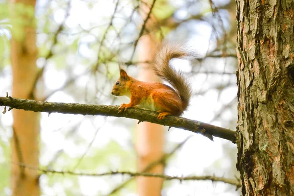 Eurasisches Rotes Eichhörnchen im Wald in der Natur — Stockfoto