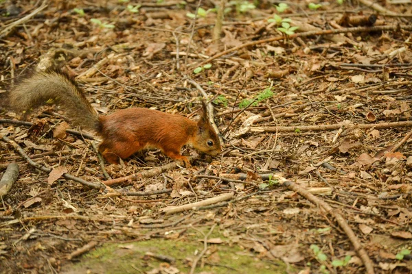 Євразійська Червона білка в лісі в природі — стокове фото