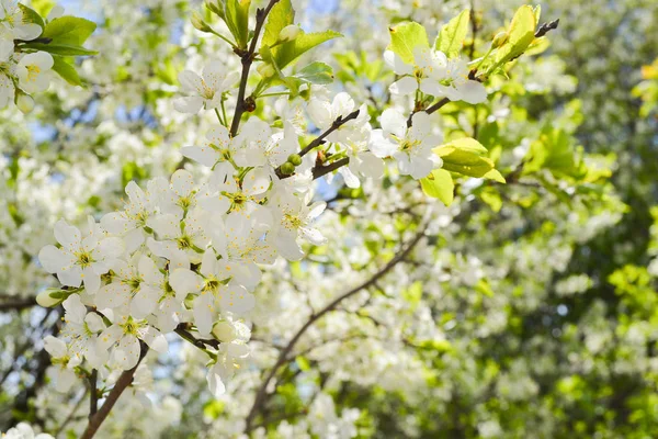 Vita blommor blommar körsbär på en vårdag — Stockfoto