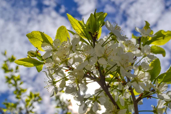 Vita blommor blommar körsbär på en vårdag — Stockfoto
