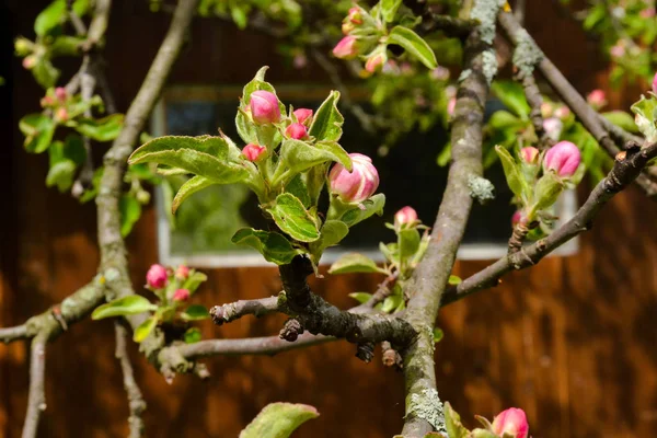 Blossom äppelträd i byn bergen på våren — Stockfoto