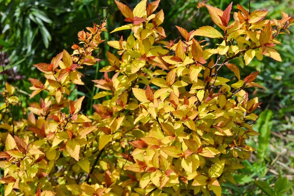 Dicker schöner grüner Strauch mit gelben Blättern — Stockfoto