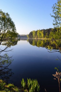 Orman ve gökyüzü orman gölünün sakin mavi suyuna yansır. Sabahın erken saatlerinde.