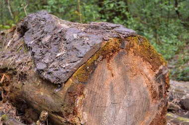 Eski kütükler büyük ağaçları battı, ormanda unutuldu