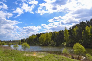 Ormandaki nehir. Rusya. Moskova bölgesi