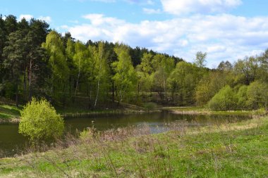 Ormandaki nehir. Rusya. Moskova bölgesi