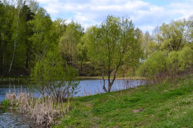 Ormandaki nehir. Rusya. Moskova bölgesi