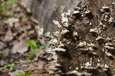 Eski bir kütüğün üzerinde beyaz yosun büyür..