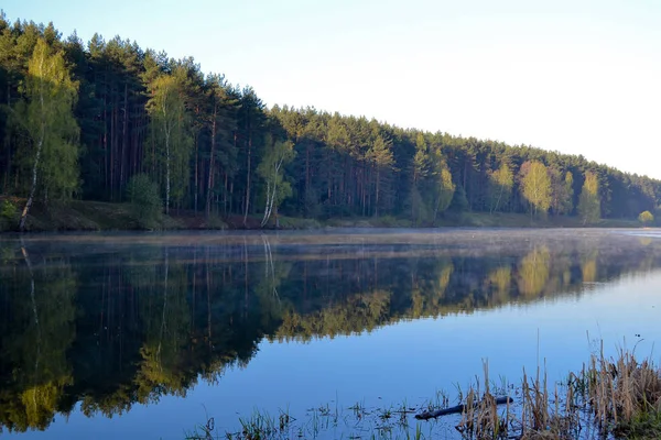 Spiegelt sich der Wald im ruhigen blauen Wasser des Waldsees. frühmorgens. — Stockfoto