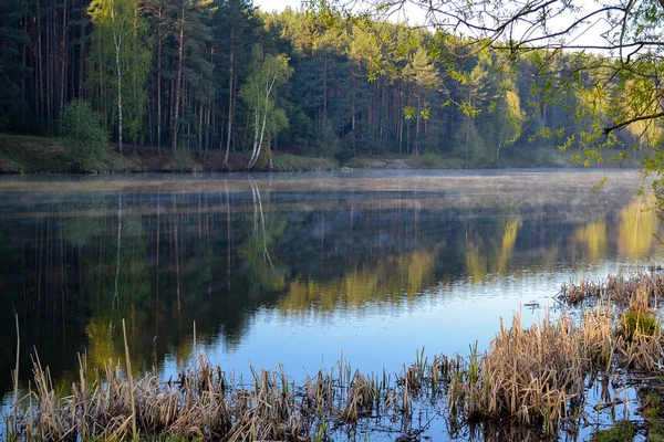 Les se odráží v klidné modré vodě lesního jezera. Brzy ráno. Mlha nad vodou. — Stock fotografie