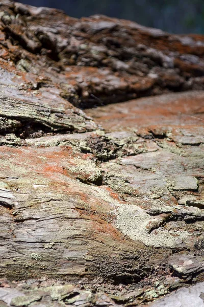 Textura do detalhe da casca do pinheiro velho, fundo marrom cinza da estrutura — Fotografia de Stock