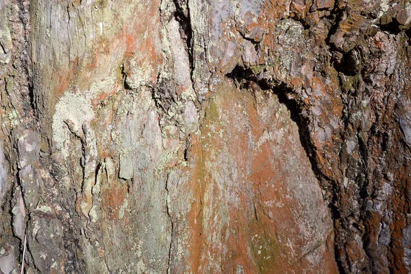 Eski çam kabuğu detay Doku, yapının gri kahverengi arka plan — Stok fotoğraf