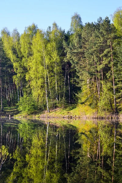Wald spiegelt sich im ruhigen blauen Wasser des Waldsees wider. am frühen Morgen. vertikale Ansicht — Stockfoto