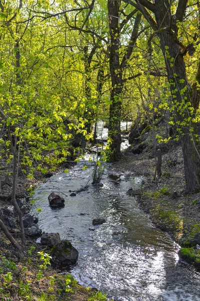 Bahar ormanı, fırtınalı bir orman, saf doğa.