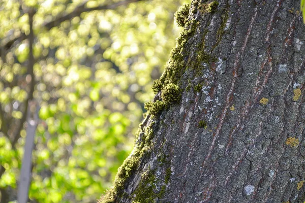 Moss en el tronco de un árbol — Foto de Stock