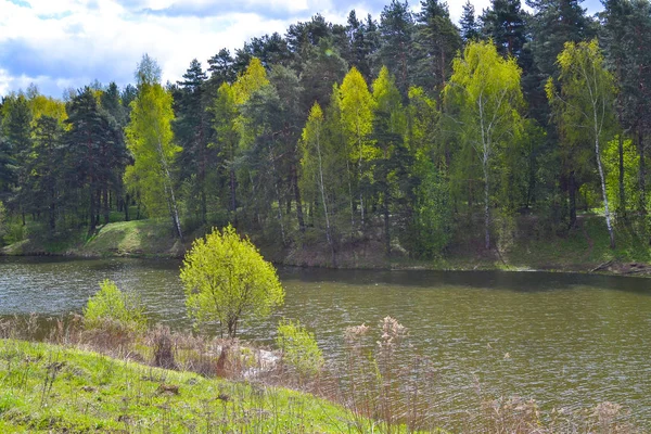 Rzeka w lesie. Rosja. Region Moskiewski — Zdjęcie stockowe