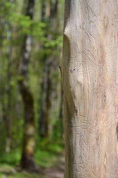 Stopy škůdců a škůdců na kmeni suchého stromu — Stock fotografie