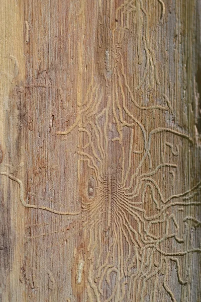 Traces of the pest beetle pest on the trunk of a dried tree — Stock Photo, Image