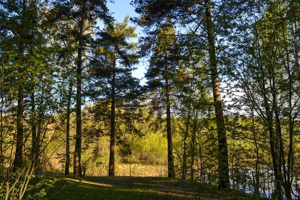Bosque de pinos en un día soleado. Vista desde los matorrales —  Fotos de Stock