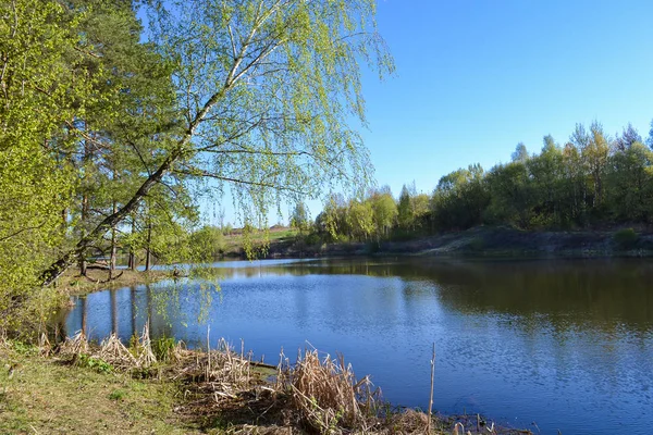 화창한 날의 봄에 강. 자작나무는 물 위에 구부러진. — 스톡 사진