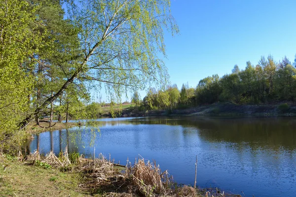 Rzeka wiosną w słoneczny dzień. Brzoza Pochyliła się nad wodą. — Zdjęcie stockowe