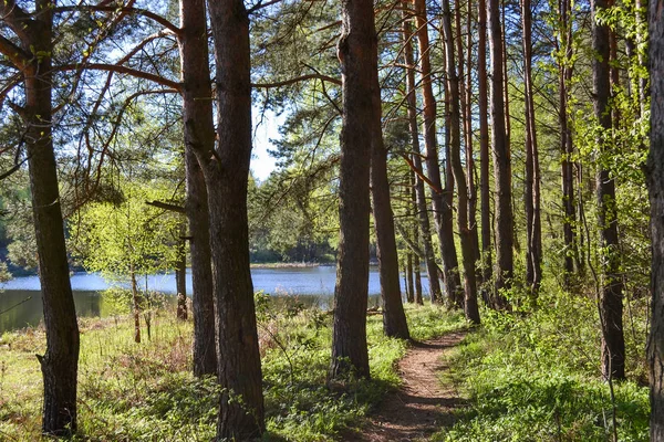 Pad voor wandelingen in het bos park in de buurt van de rivier. Lente vroeg in de ochtend. Rusland — Stockfoto