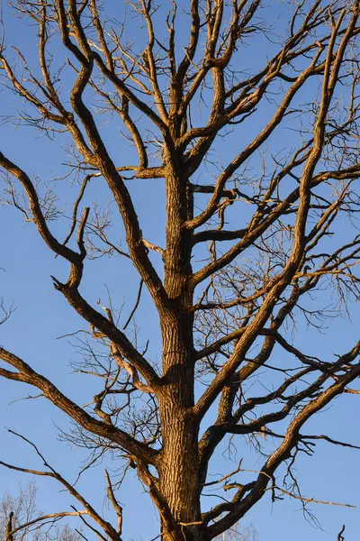 Kale takken van een boom. Takken zonder bladeren tegen de blauwe lucht — Stockfoto