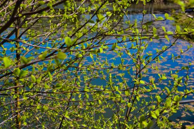 İnce ağaç dallarının genç yaprakları