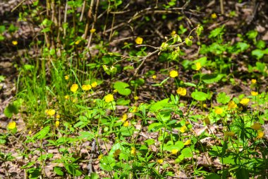Güzel sarı orman çiçekleri