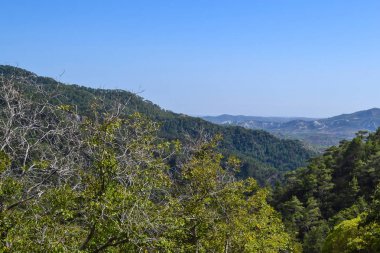 Troodos Dağları'ndaki orman. Kıbrıs.