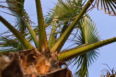 Mavi gökyüzüne karşı aşağıdan bir palmiye ağacının görünümü