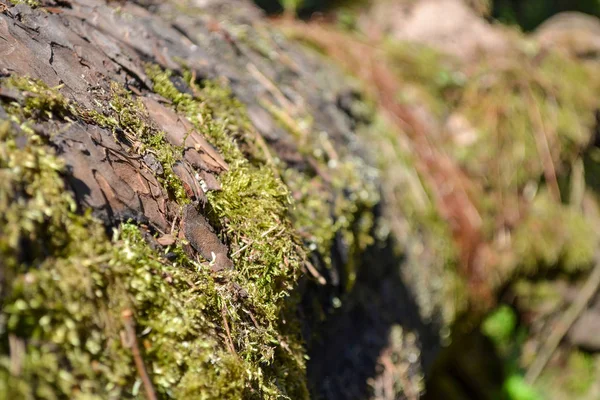 Il vecchio tronco è ricoperto di muschio . — Foto Stock