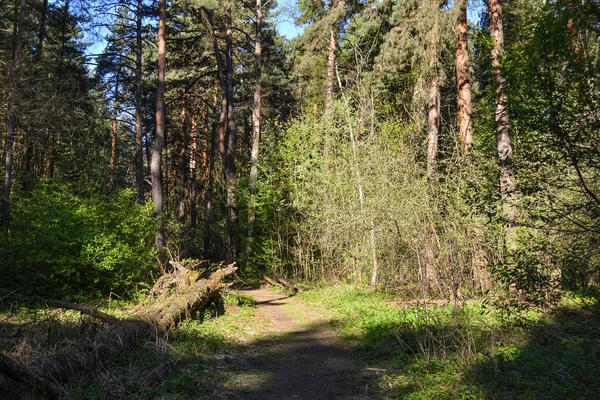 Ochtend in het bos. De zon verlicht het pad en de gevallen bomen. Rusland — Stockfoto