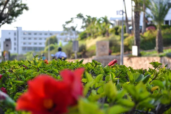 Цветок Боке для заднего плана. Размытый цветок на фоне. Кипр. Айя-Напа — стоковое фото