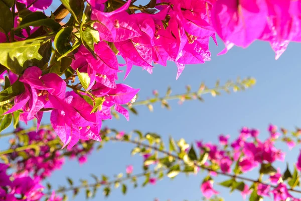 Flores cor de rosa contra o céu azul — Fotografia de Stock