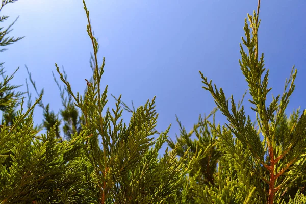 Green thuya tree over natural blue sky background — Stock Photo, Image