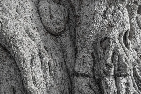 Stamm Nahaufnahme ungeschicktes altes Holz. natürlich grauer Hintergrund — Stockfoto